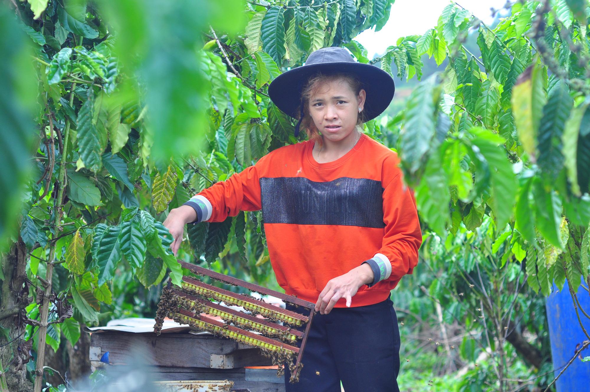 Chị K'Dung giới thiệu cho phóng viên những vỉ ong nuôi theo hướng an toàn sinh học của gia đình mình. Ảnh: Văn Long.