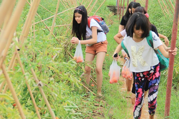 Học sinh trải nghiệm làm nông dân tại Công viên nông nghiệp Long Việt (Sóc Sơn).Nguồn: Báo Hà Nội mới