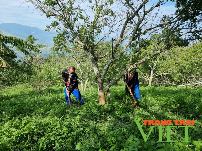 Phát huy vai trò của Hội Nông dân Điện Biên trong xây dựng nông thôn mới   - Ảnh 1.