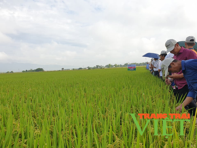 Phát huy vai trò của Hội Nông dân Điện Biên trong xây dựng nông thôn mới   - Ảnh 4.