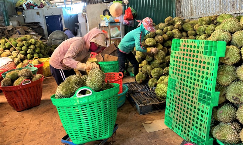 Tại các vựa trái cây, các công nhân phân loại sầu riêng để bán cho các doanh nghiệp đến thu mua.