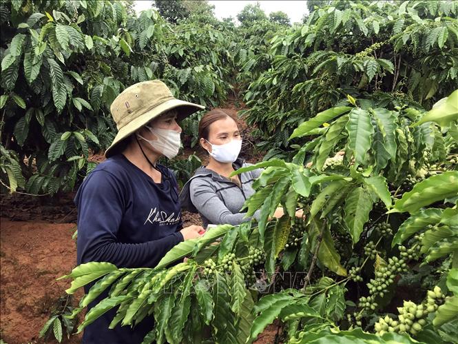 Cán bộ xã Đăk Hring, huyện Đăk Hà, tỉnh Kon Tum đến thăm hỏi mô hình trồng cây cà phê bằng nguồn vốn vay từ Dự án của người dân.