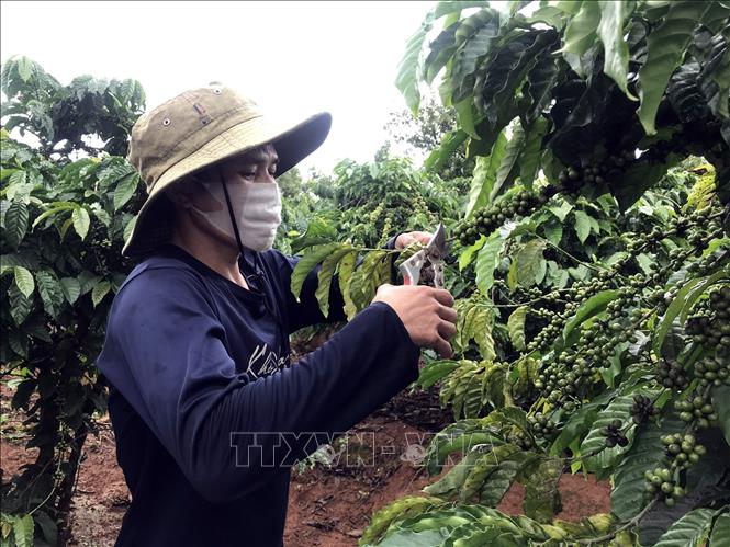 Anh A Khon (30 tuổi, làng Đăk Klong, xã Đăk Hring, huyện Đăk Hà, tỉnh Kon Kon Tum) có thu nhập hơn 100 triệu đồng/năm nhờ trồng cây cà phê và mì bằng nguồn vốn vay từ Dự án.