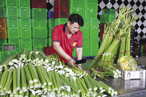 Sơ chế rau tại HTX Nông Nghiệp Sản Xuất Thương Mại Dịch Vụ Phước Thịnh (Long An).