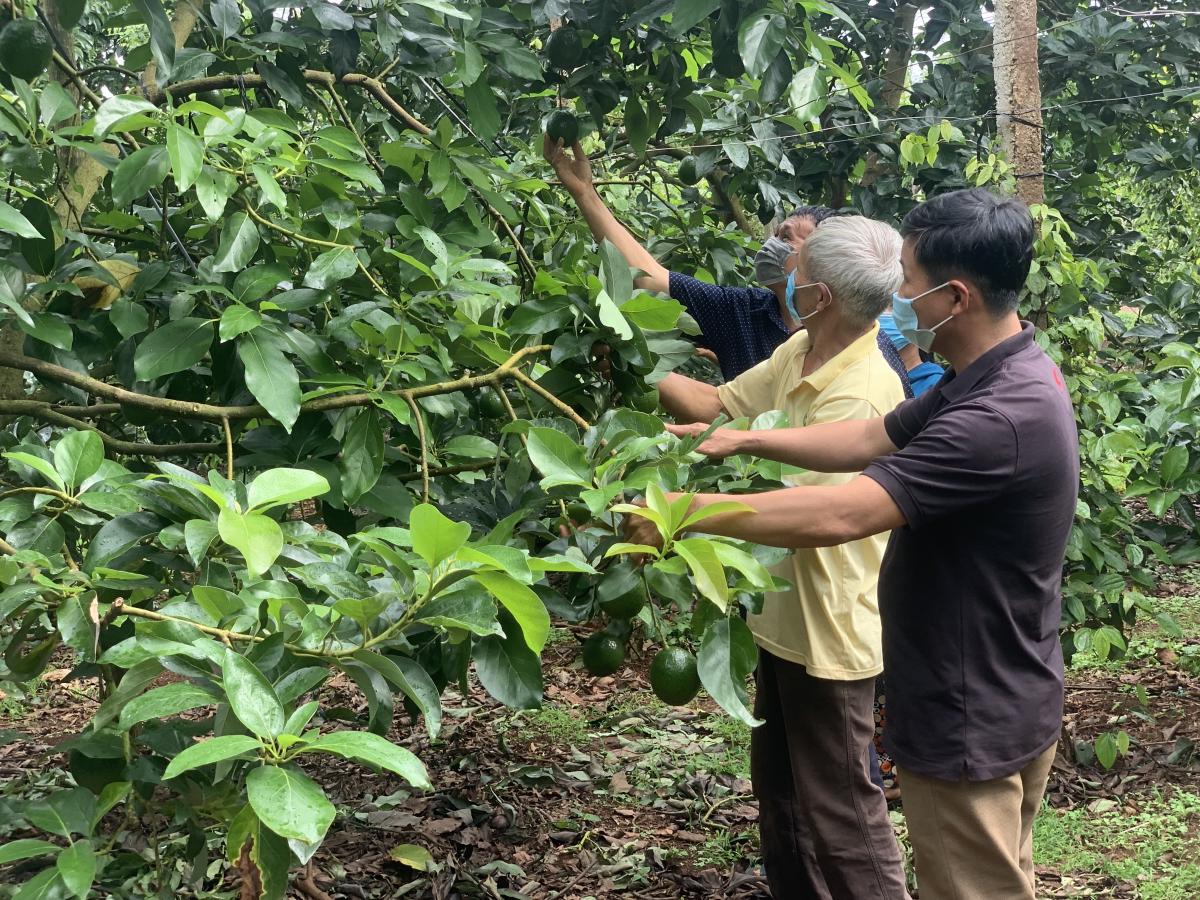 Vườn bơ Booth của gia đình ông Dương Xuân Tình (thôn Bình An, xã Dliê Ya, huyện Krông Năng, tỉnh Đắk Lắk) chỉ lưa thưa vài quả.