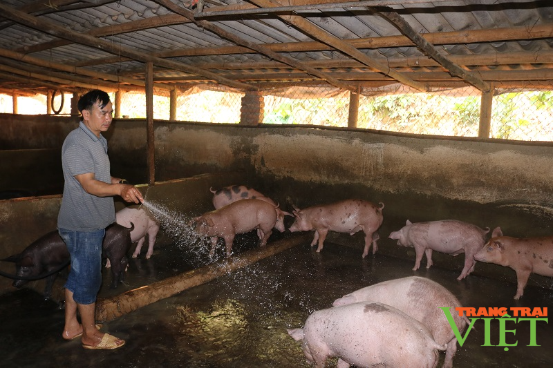 Thuận Châu chú trọng phát triển chăn nuôi bền vững - Ảnh 3.