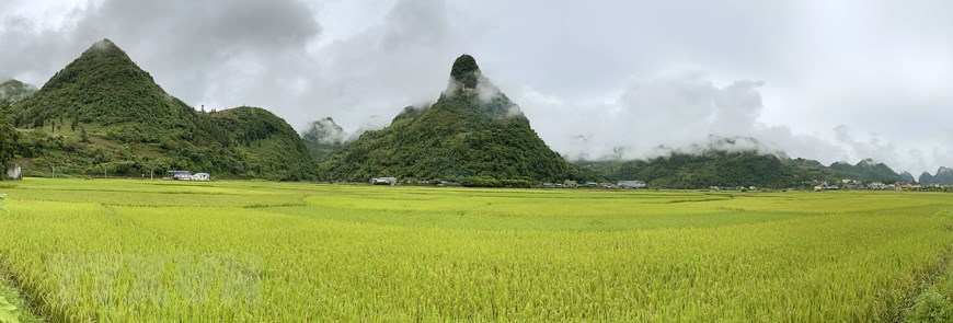 Cánh đồng Mường Khương trải dài một màu vàng óng của lúa chín. (Ảnh: Quốc Khánh/TTXVN)