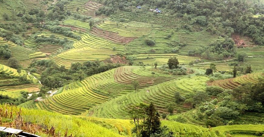 Sắc vàng rực rỡ của những thửa ruộng bậc thang hứa hẹn mang lại cuộc sống no ấm, đủ đầy cho đồng bào các dân tộc nơi biên viễn Tổ quốc. (Ảnh: Quốc Khánh/TTXVN)