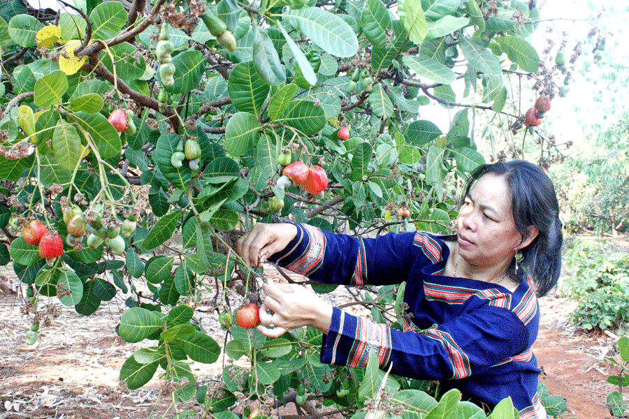 Nông dân xã Ia Khai (huyện Ia Grai) thu hoạch điều. Ảnh: Lê Hòa