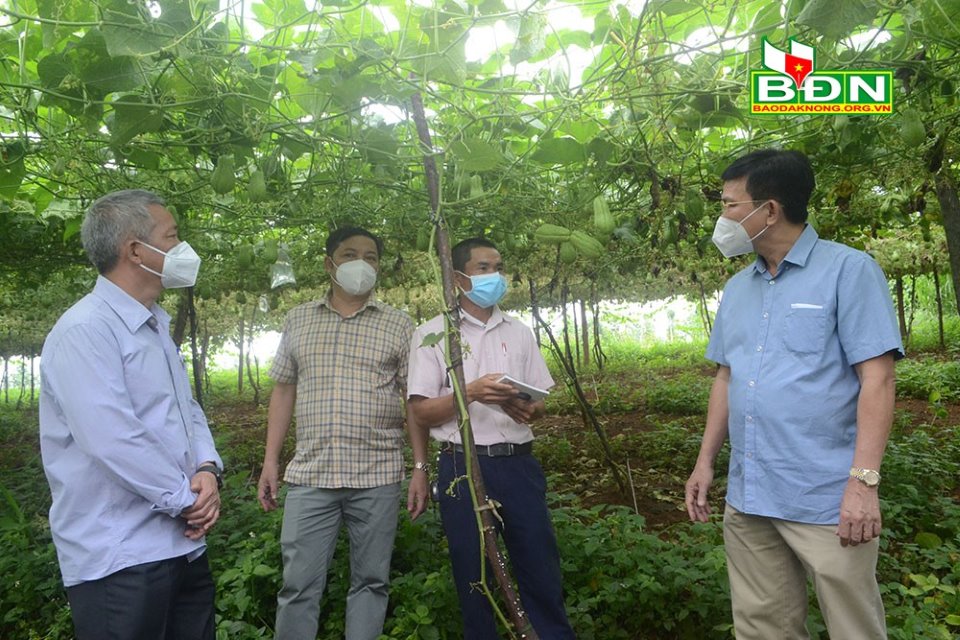 Vườn su su của HTX Nông nghiệp công nghệ cao Đắk Ha được lãnh đạo tỉnh đến tìm hiểu và đánh giá cao về hiệu quả kinh tế đã mang lại