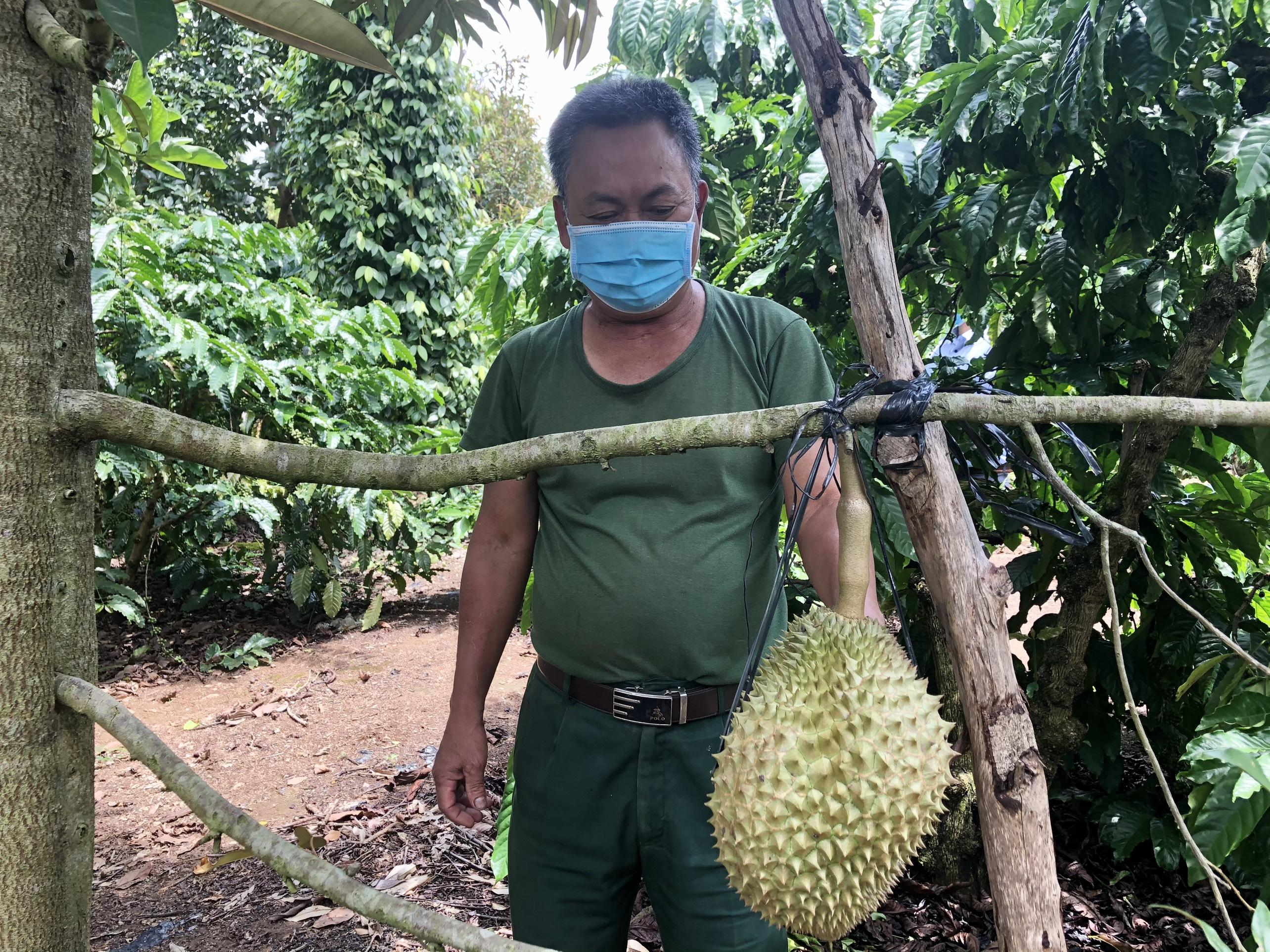 Mô hình trồng xen cây an quả trong vường cà phê của ông Đặng Văn Kích-thôn Đại Ân 2, xã Ia Khươl cho thu nhập mỗi ha hàng trăm triệu đồng. Ảnh: Lê Nam