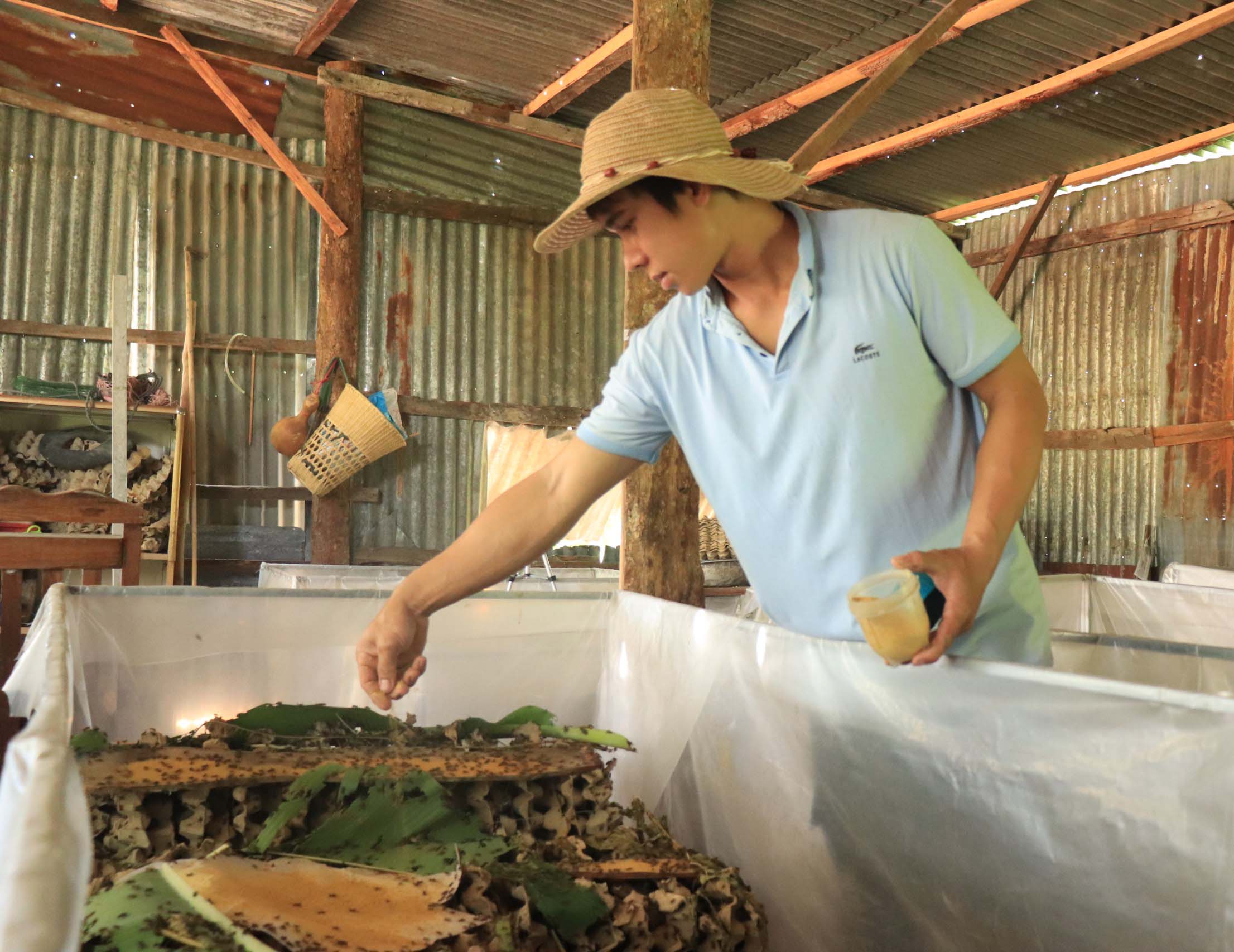 Anh Siu Lis (xã Chư Mố, huyện Ia Pa) cho dế ăn. Ảnh: Hoành Sơn