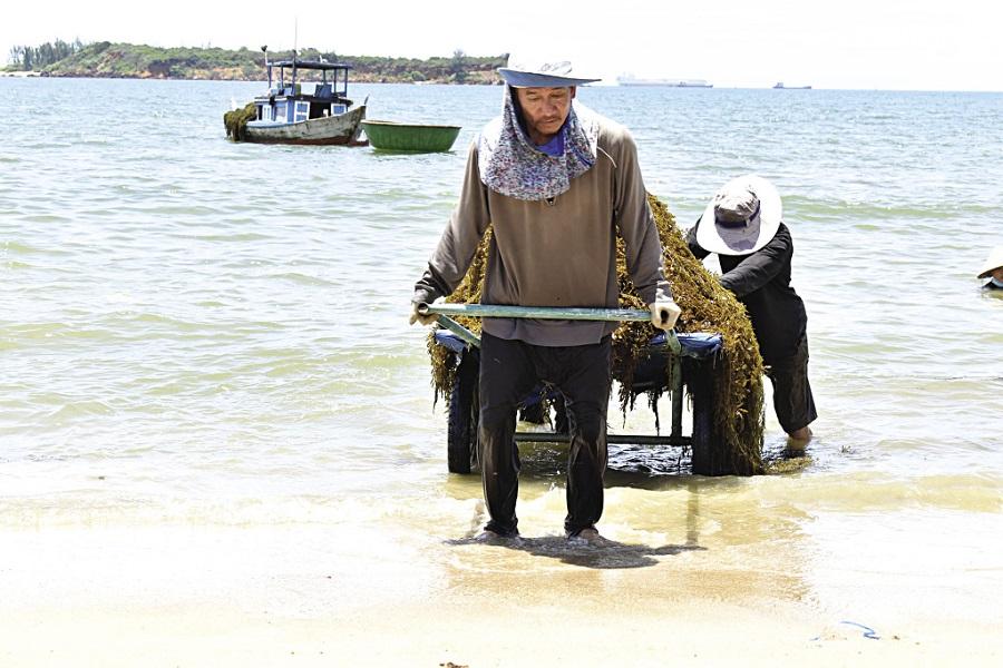 Rong mơ được khai thác ở các rạn đá ngầm dưới biển Bàn Than (xã Tam Hải).