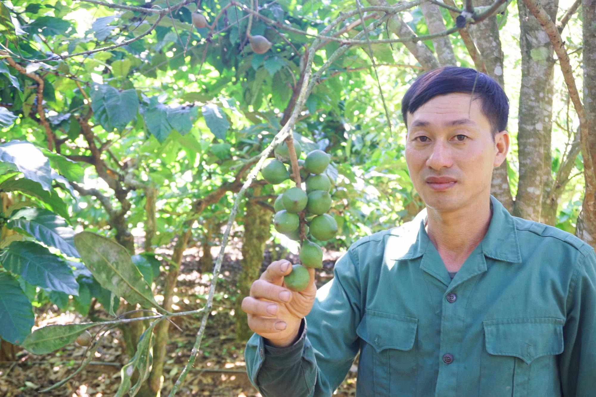 Chỉ là loại cây xen canh mà mỗi năm nông dân vùng cao thu hàng trăm triệu đồng từ loại cây này - Ảnh 4.