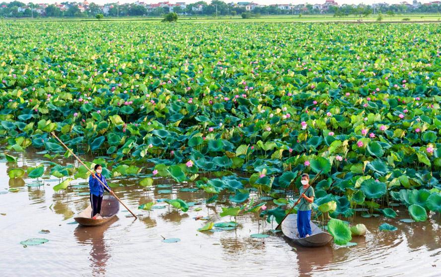 Chán lúa, cá, vịt,... nông dân Phú Xuyên trồng loài hoa gì mà vừa đẹp lại vừa cho hiệu quả kinh tế cao? - Ảnh 1.