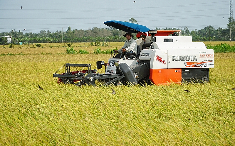 Giá lúa gạo hôm nay 14/9: Giá lúa tiếp xu hướng đi ngang