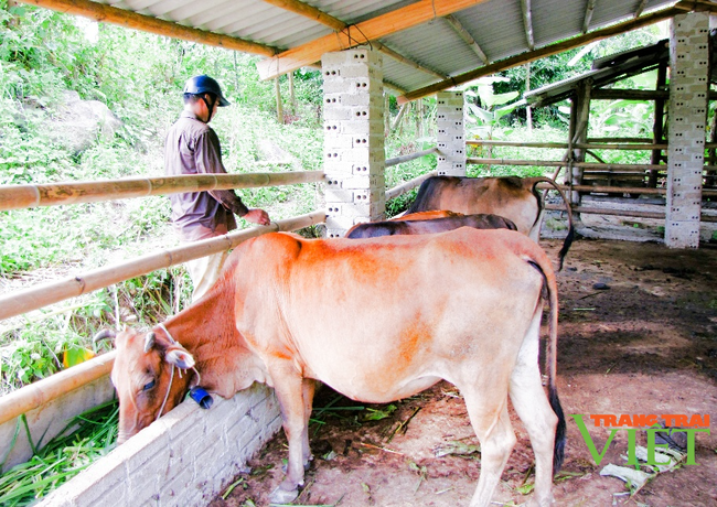 Nậm Nhùn phát triển chăn nuôi đại gia súc theo hướng bền vững - Ảnh 3.