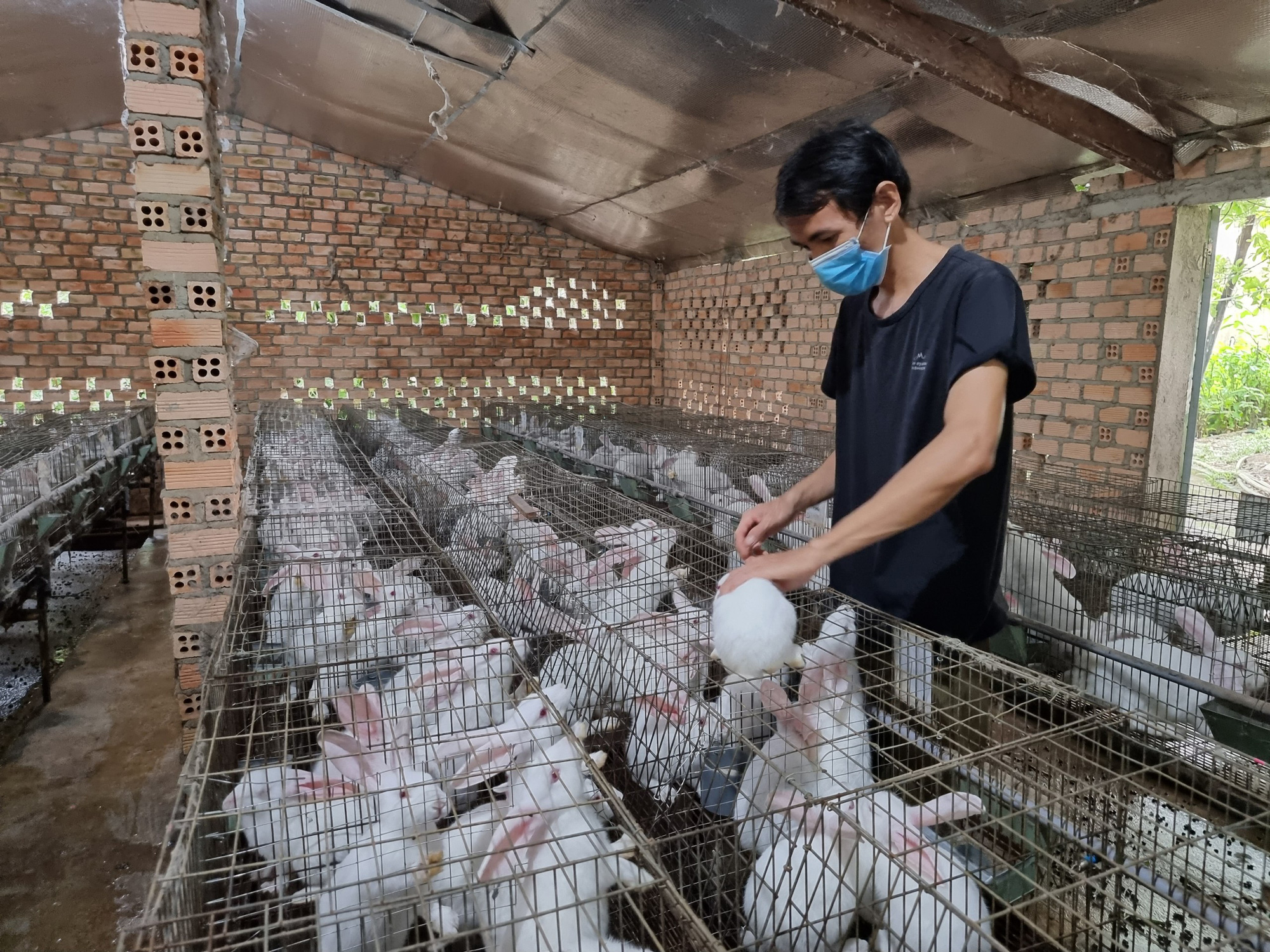Nhờ mạnh dạn đầu tư và tích lũy kinh nghiệm, mô hình nuôi thỏ của anh Huy mang lại thu nhập cao cho gia đình