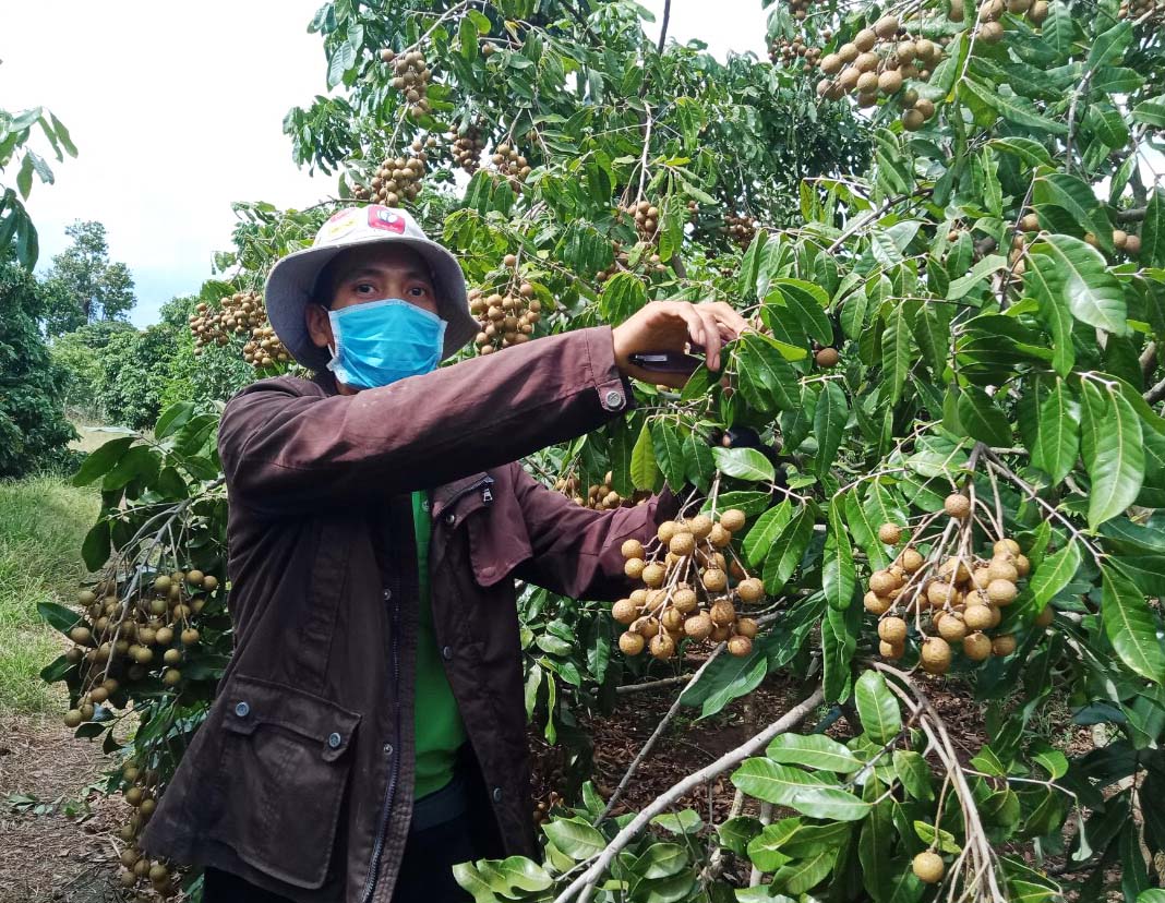 Nông dân huyện Kông Chro thu hoạch trái cây. Ảnh: Nguyễn Diệp