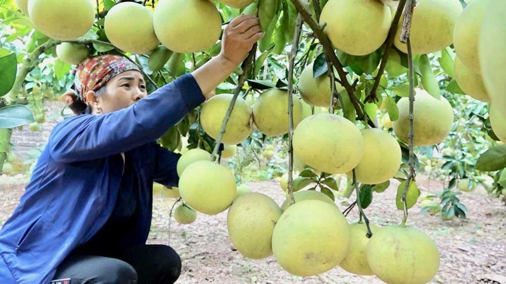 Chỉ thị của Thủ tướng Chính phủ , thúc đẩy, sản xuất, lưu thông, tiêu thụ, xuất khẩu nông sản , bối cảnh phòng, chống dịch