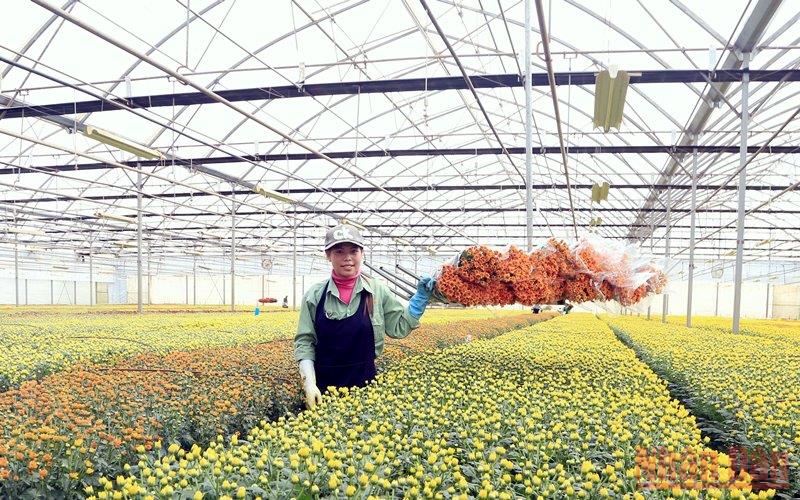 Hệ thống vận chuyển hoa hiện đại tại trang trại của Công ty Dalat Hasfarm (Lâm Đồng) giúp giải phóng sức lao động cho công nhân trong thu hoạch.