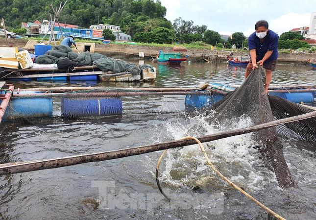 Hàng trăm tấn cá nuôi lồng bè tại Cửa Lò không có người thu mua vì dịch - Ảnh 1.