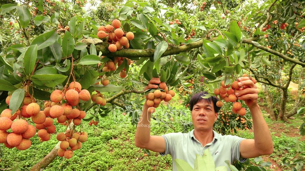 Sản phẩm, sản phẩm nông nghiệp tiêu biểu, Bắc Giang, hội nông dân, OCOP, sản phẩm nông nghiệp