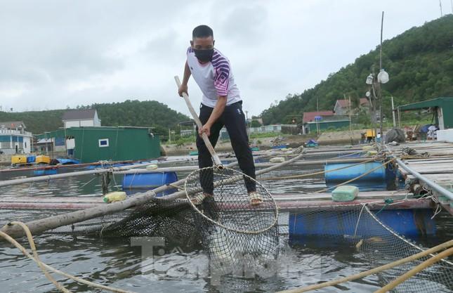 Hàng trăm tấn cá nuôi lồng bè tại Cửa Lò không có người thu mua vì dịch - Ảnh 4.