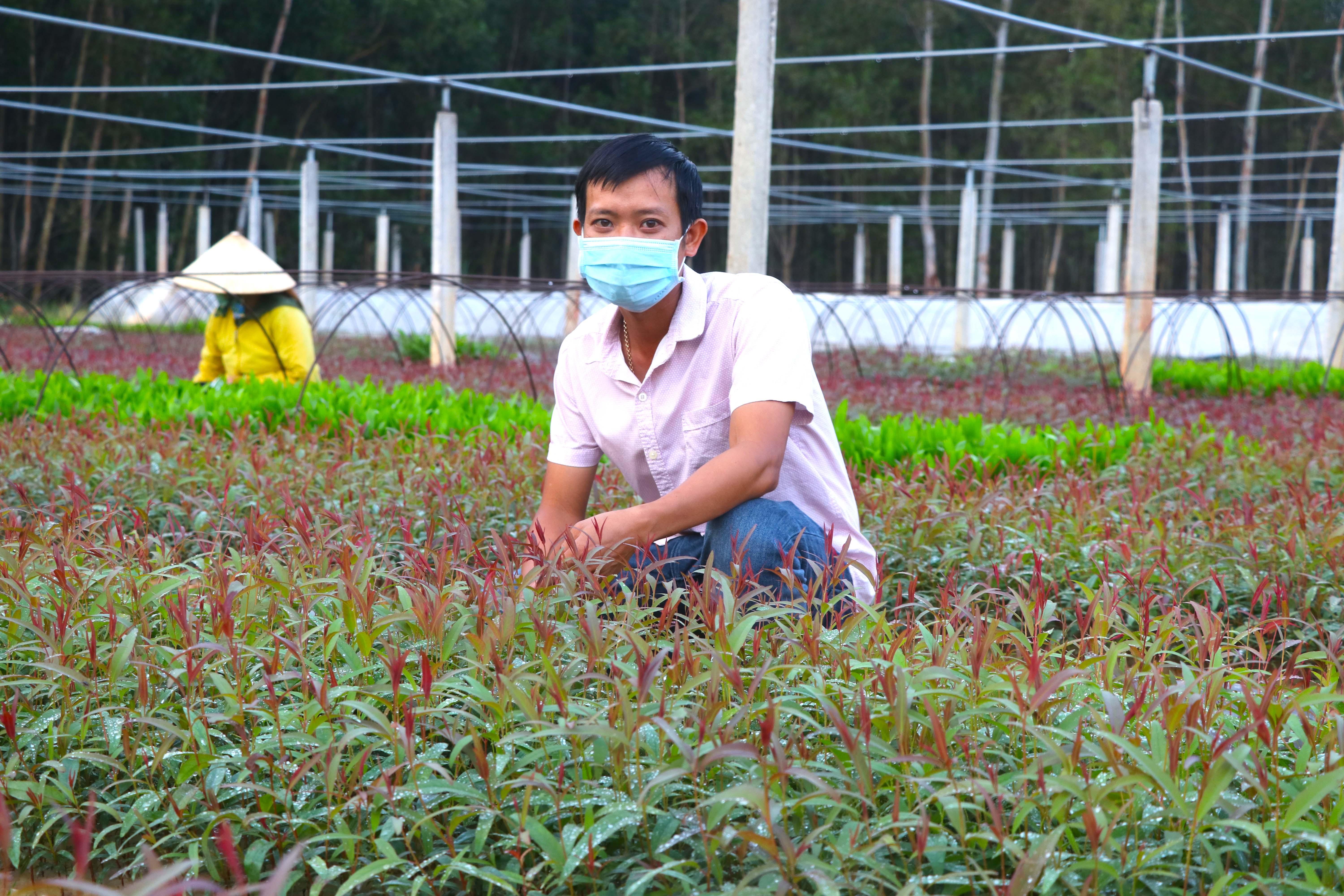 Đến nay, anh Biên đã bán được 30 ngàn cây bạch đàn và 100 ngàn cây keo, giá bán bình quân trên dưới 2.000 đồng cây. Sau khi trừ chi phí anh thu về 120 triệu đồng. Ảnh: Ngọc Minh