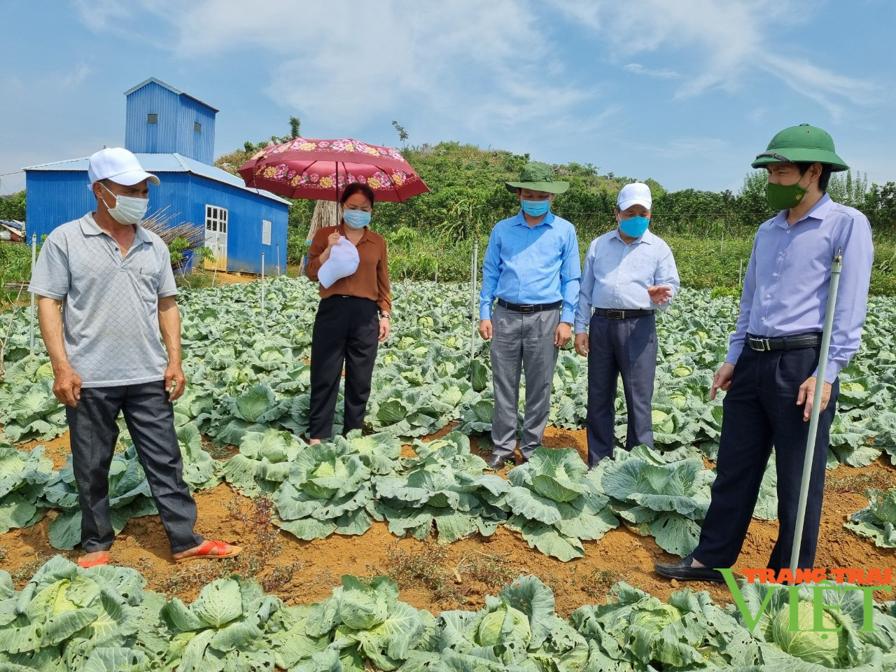 Hợp tác xã Thanh Sơn liên kết sản xuất rau an toàn - Ảnh 1.