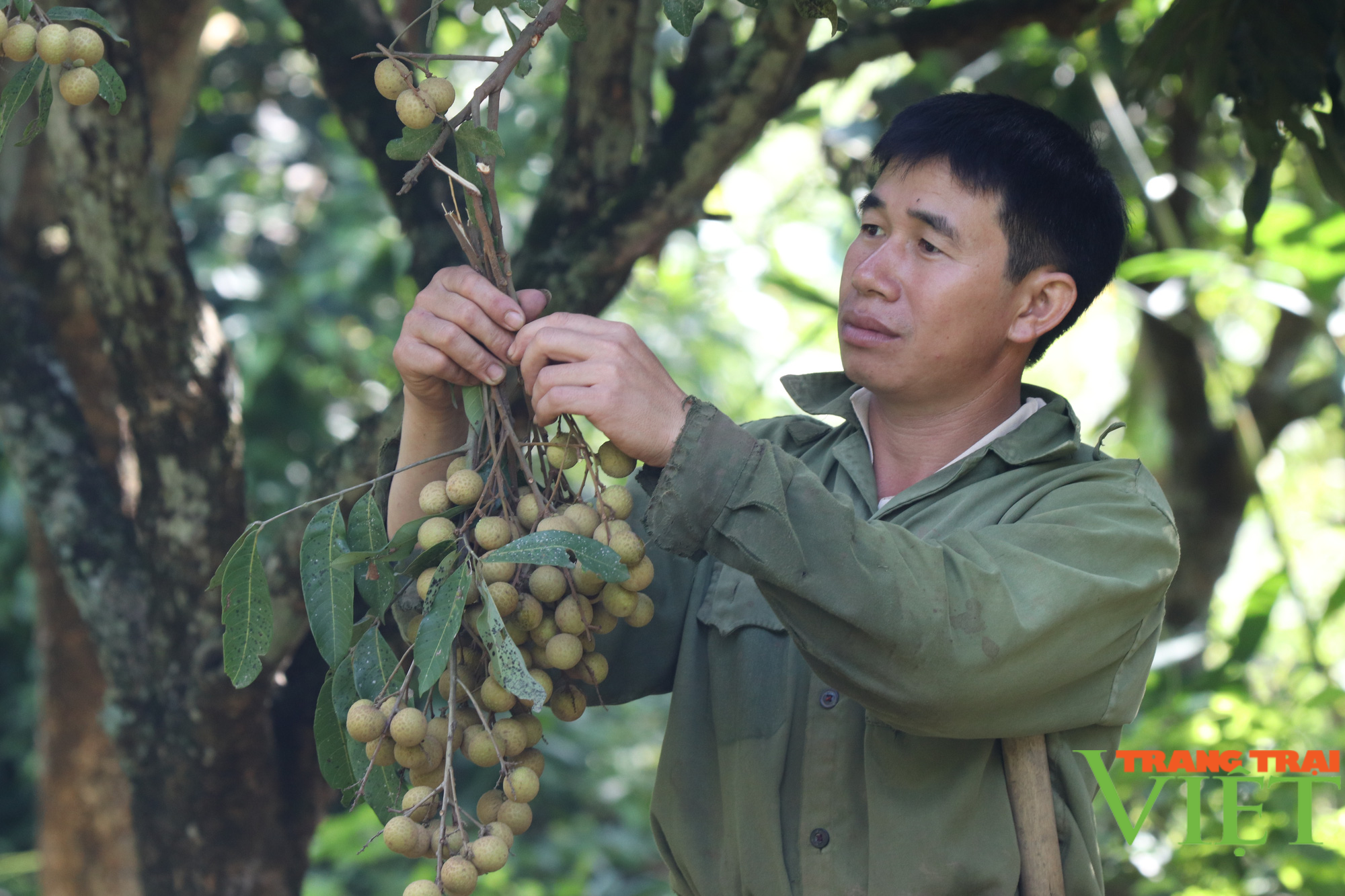 Nông dân Tây Bắc: Hội Nông dân Mường La hỗ trợ hội viên phát triển kinh tế - Ảnh 5.