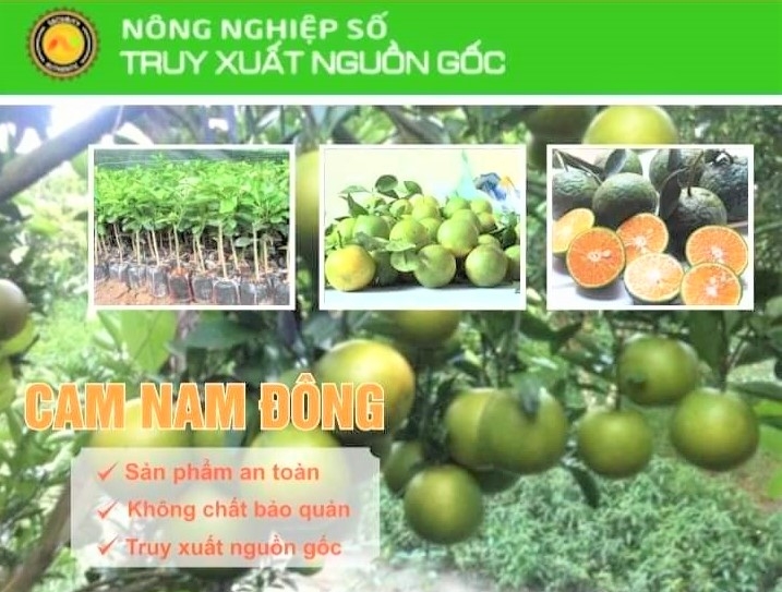 Thừa Thiên Huế:  Cam Nam Đông được mùa nhưng khó tiêu thụ