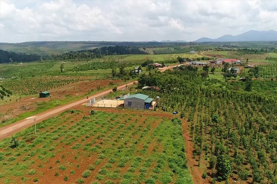 Nhiều diện tích đất đai ở các dự án nông lâm nghiệp đã bị lấn chiếm, buôn bán, sang nhượng trái phép. Ảnh: Phan Tuấn