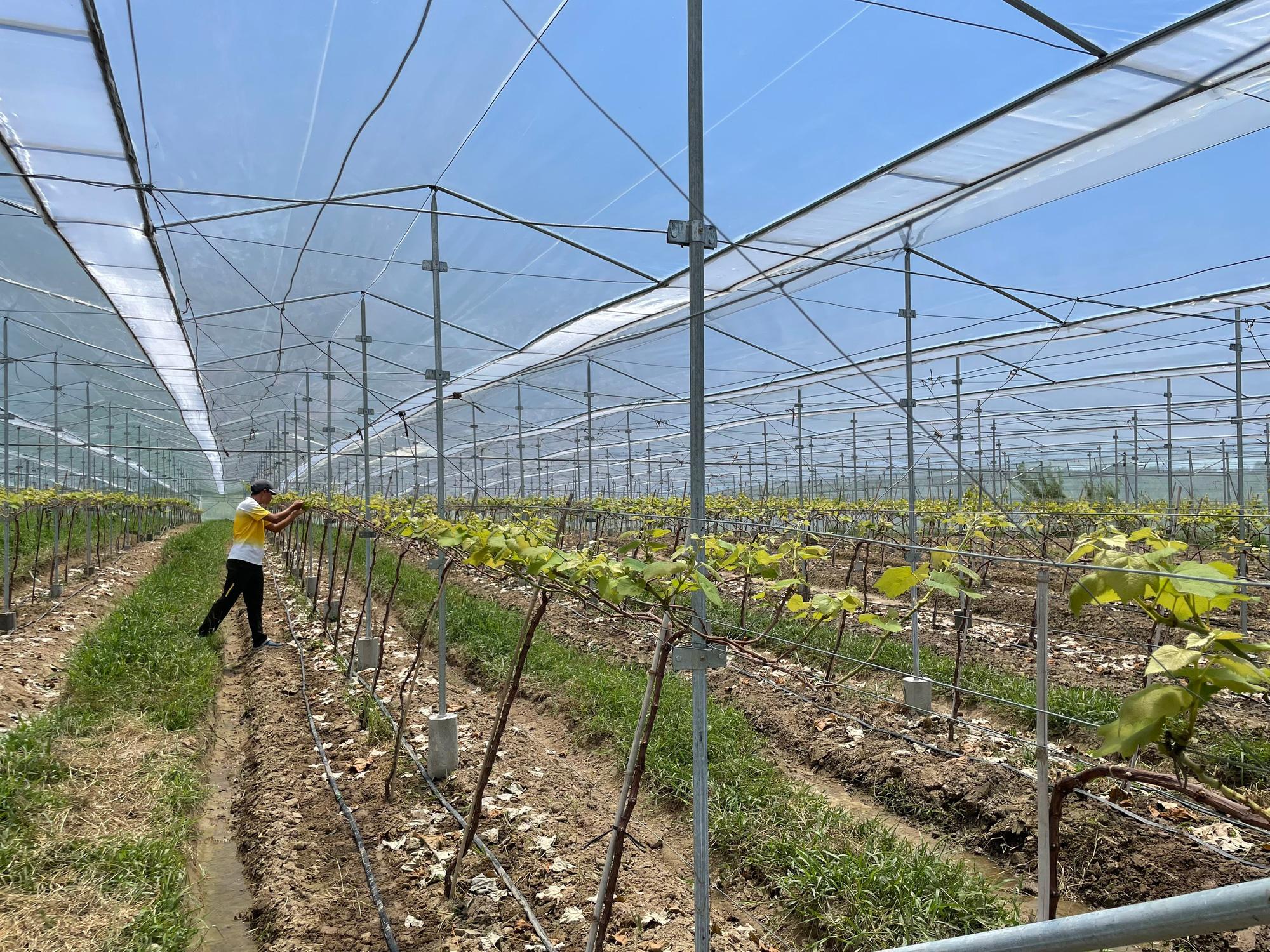 Khu vực trồng nho công nghệ cao của The Moshav Farm