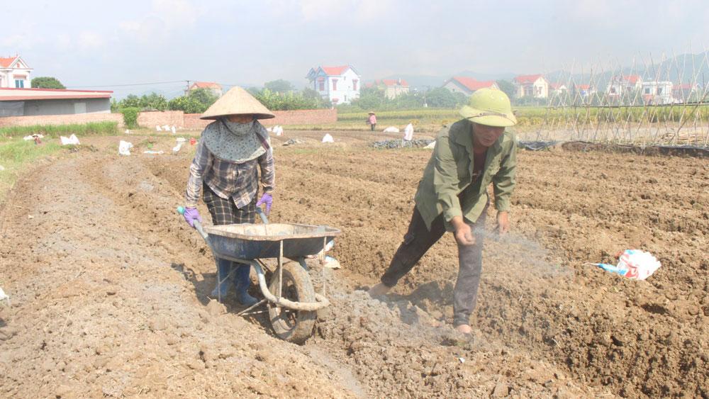 Bắc Giang,  liên kết, giá trị, cây vụ đông, liên kết sản xuất