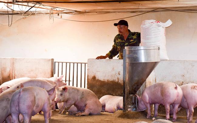 “Thủ phủ” hồ tiêu đón nhiều dự án chăn nuôi lớn  - Ảnh 1.