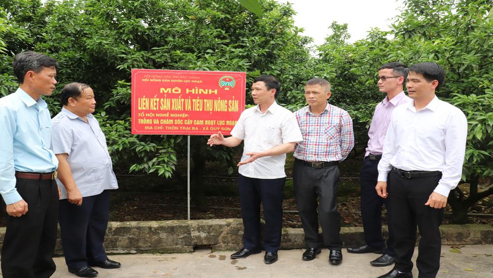 nông nghiệp công nghệ cao, theo phong trào, Bắc Giang, nông nghiệp, nông thôn, nông dân