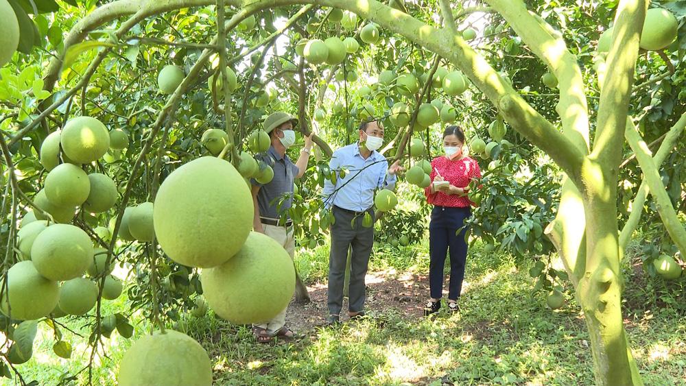 nông nghiệp công nghệ cao, theo phong trào, Bắc Giang, nông nghiệp, nông thôn, nông dân