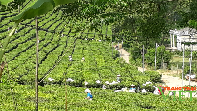 Hội Nông dân Lai Châu: Nâng cao hiệu quả các hoạt động tư vấn, hỗ trợ, dạy nghề cho nông dân - Ảnh 2.