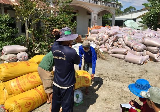 ĐBSCL: Nông dân bán lúa nhanh, giá gạo xuất khẩu tăng - Ảnh 2.