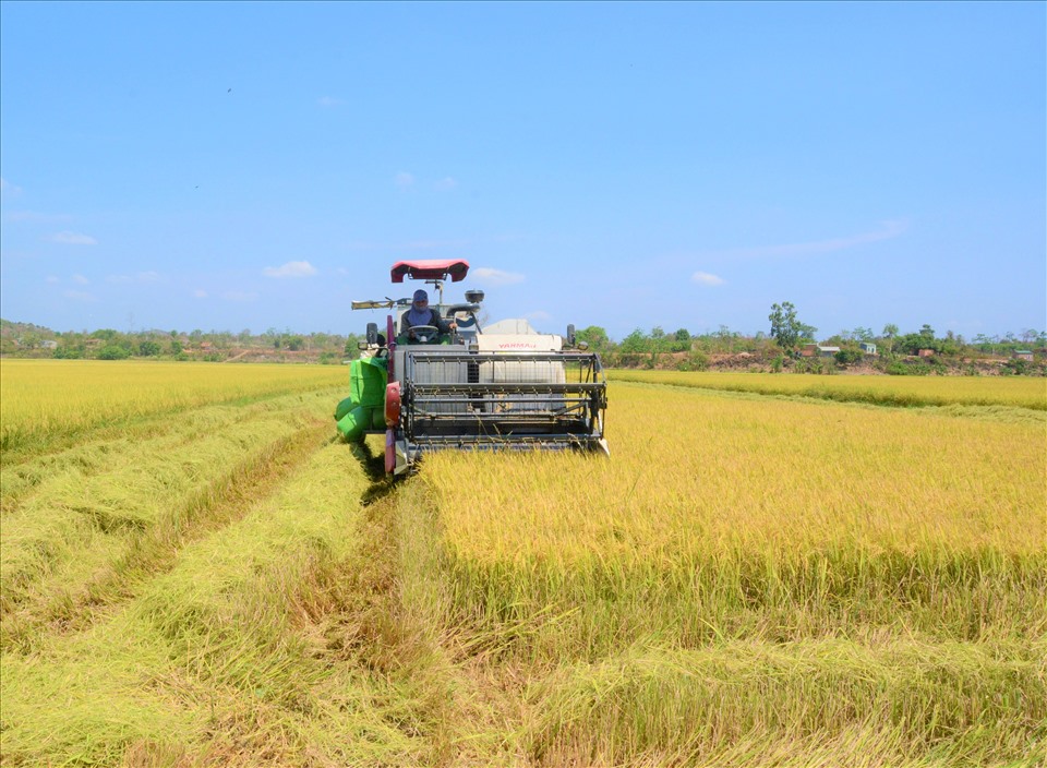 Theo ông Nguyễn Văn Nam, Phó Chủ tịch UBND xã Buôn Chóah hiện nay người dân xã Buôn Chóah đã đưa cơ giới hóa vào sản xuất, toàn xã có 20 máy gặt đập liên hoàn.