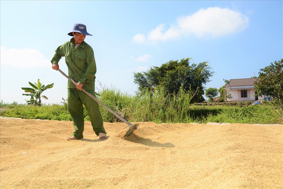 Giống lúa ST24 , ST25 được nhiều người dân Buôn Chóah lựa chọn sản xuất với diện tích lớn khoảng 200ha.