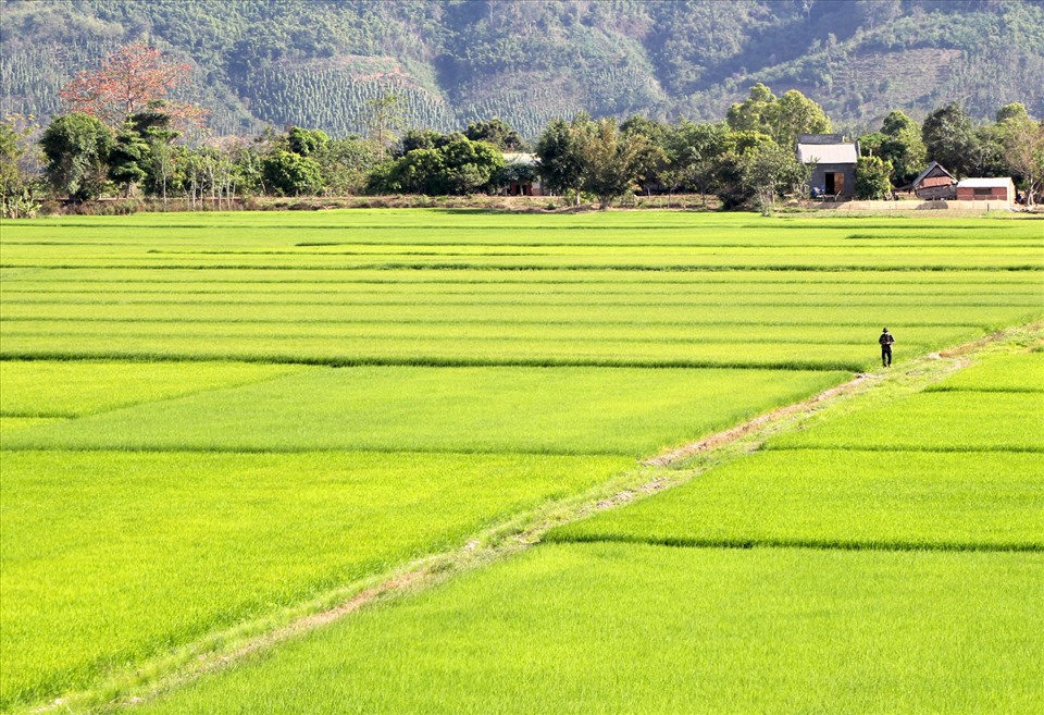 Cánh đồng lúa xã Buôn Chóah, huyện Krông Nô (tỉnh Đắk Nông) rộng hơn 700ha, được xem là vựa lúa lớn nhất Tây Nguyên hiện nay.