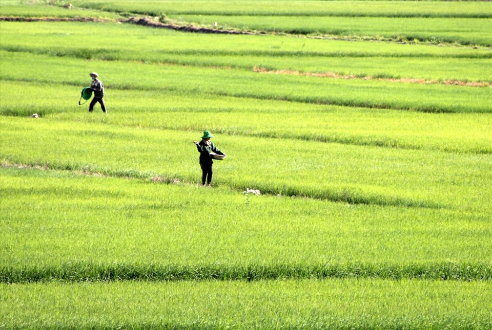 Ông Trương Xuân Lai, một người dân trồng lúa ở xã Buôn Chóah cho biết, các giống lúa như đài thơm 8, ST21, ST24, ST25... là những giống lúa được nhiều người dân địa phương lựa chọn gieo trồng.