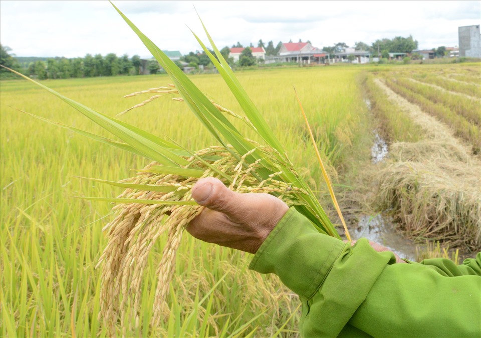 Năm nay do thuận thời tiết thuận lợi nên vựa lúa lớn nhất Tây Nguyên có hạt to, đều, chất lượng cao.