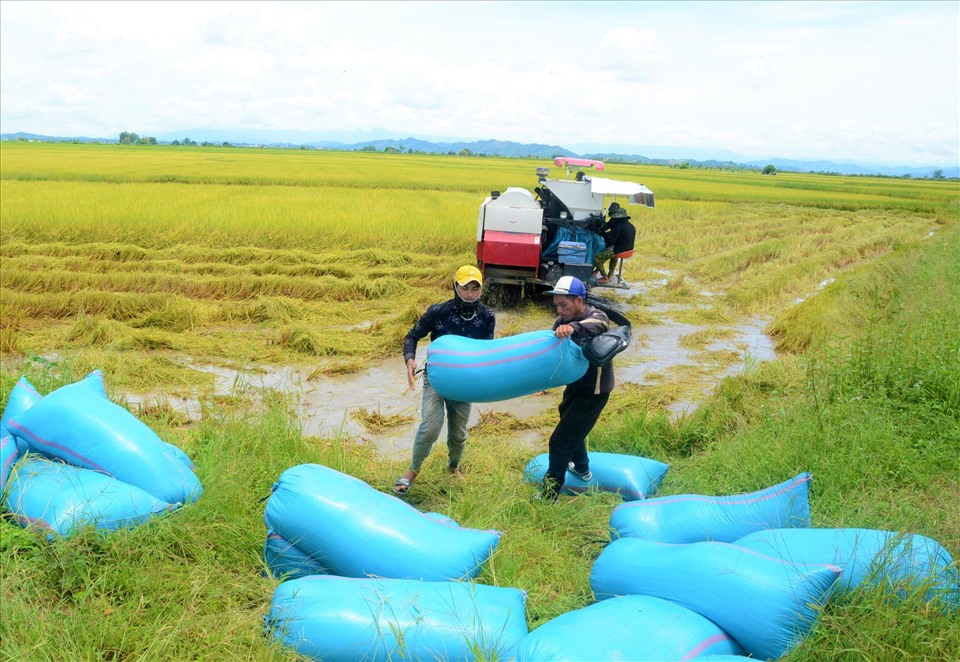 Lúa sau khi gặt được các thương lái thu mua tại chân ruộng với giá khoảng từ 7.300 - 8.500 đồng/kg tươi, còn phơi khô có giá từ 11.000 - 12.000 ngàn đồng.