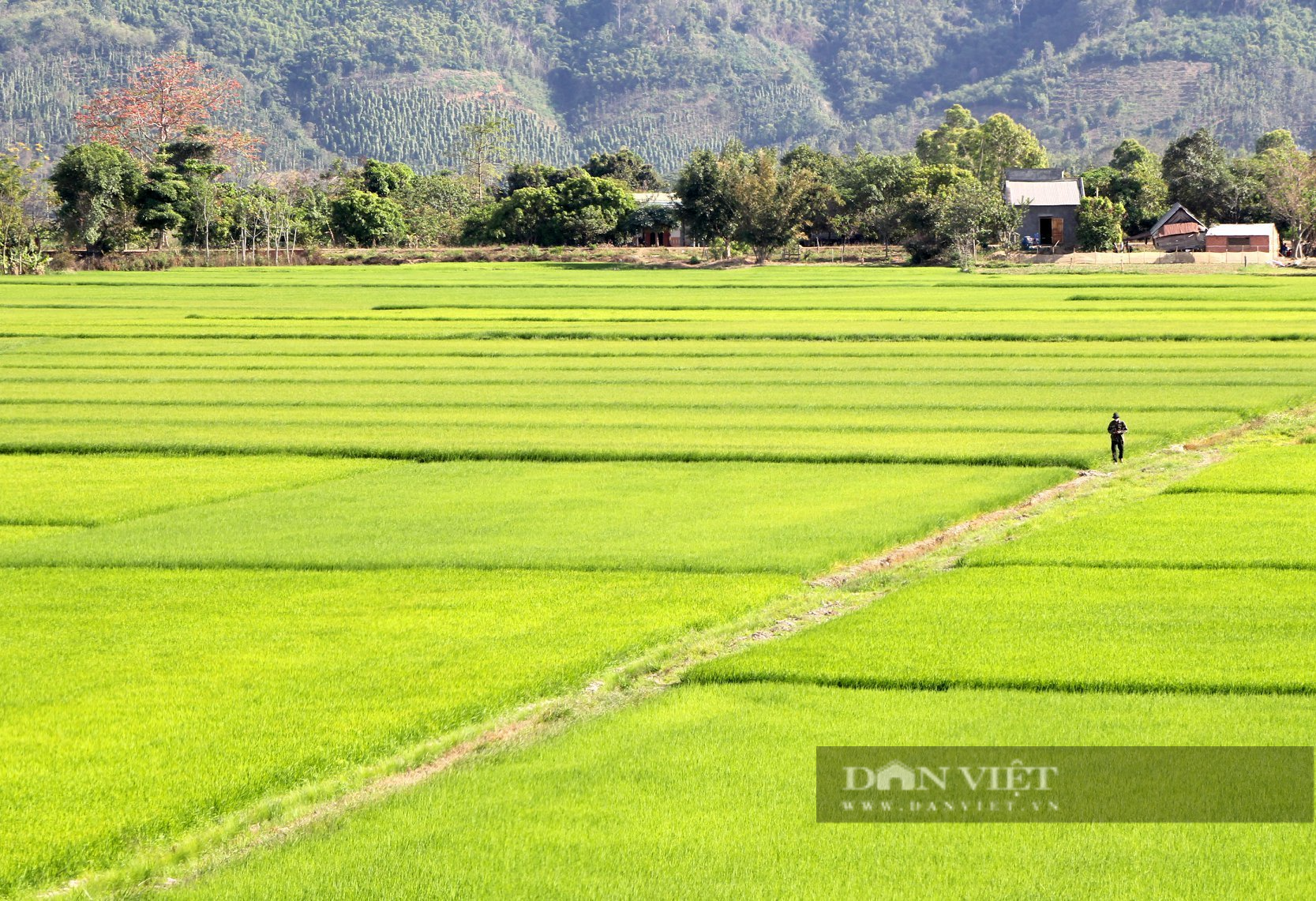 Do thời tiết thuận lợi nên năm nay lúa có hạt to, đều, chất lượng cao. Ông Trương Xuân Lai, một người dân trồng lúa ở xã Buôn Chóah cho biết, các giống lúa như đài thơm 8, ST21, ST24, ST25... là những giống lúa được nhiều người dân địa phương lựa chọn gieo trồng. Ảnh: An Nhiên