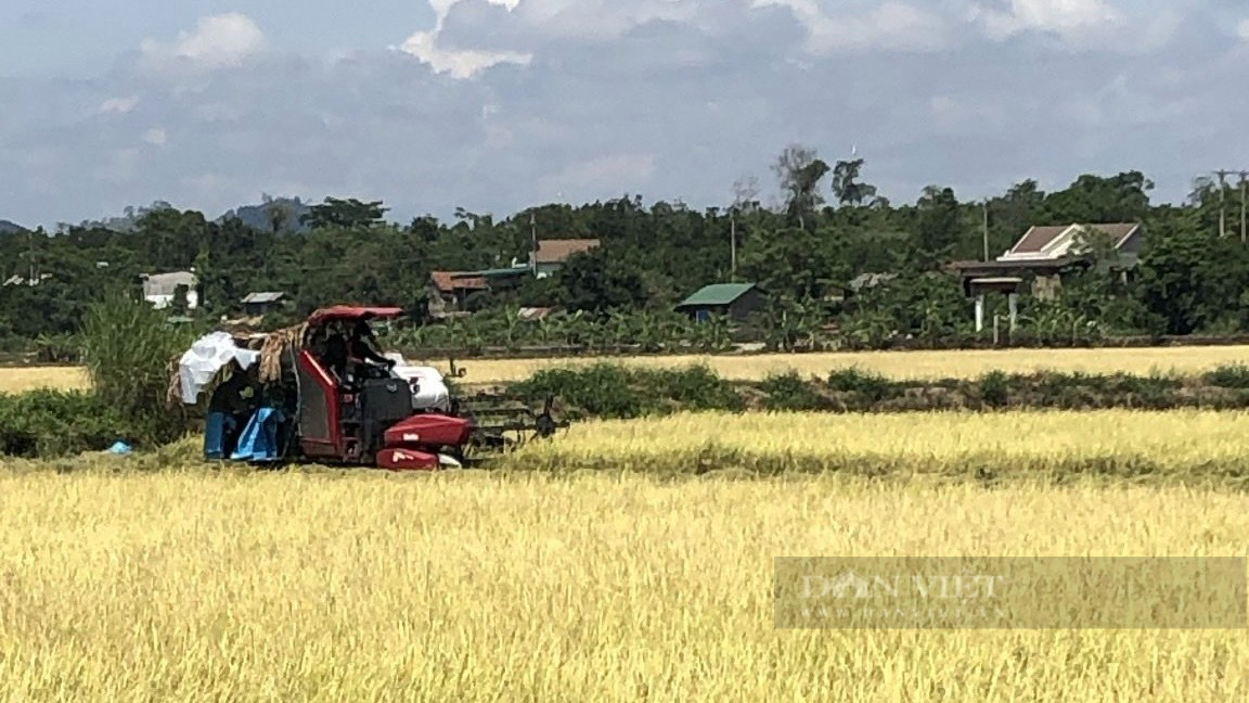 Ông Nguyễn Văn Nam, Phó Chủ tịch UBND xã Buôn Chóah cho biết, hiện nay người dân xã Buôn Chóah đã đưa cơ giới hóa vào sản xuất, toàn xã có khoảng 20 máy gặt đập liên hoàn... Ảnh: An Nhiên