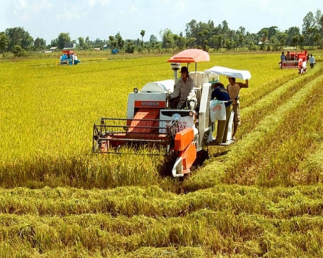 Giá lúa gạo hôm nay 18/10: Đầu tuần, giá lúa tiếp tục đứng ở mức cao