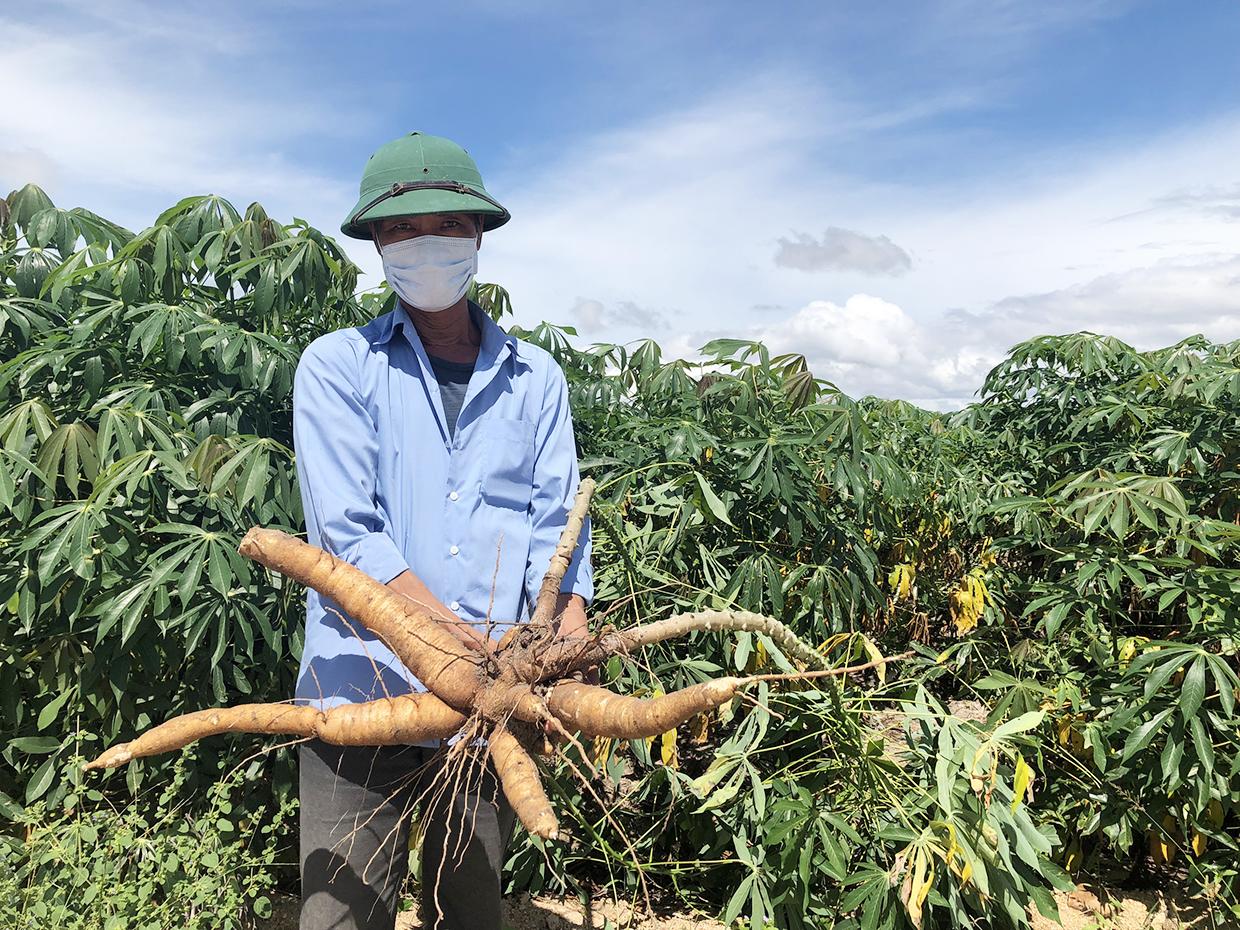 Ông Hoàng Duy Hoàn (bìa trái)-Giám đốc Hợp tác xã nông nghiệp Tân Tiến kiểm tra sự phát triển của cây mì giống KM94. Ảnh: Lê Nam